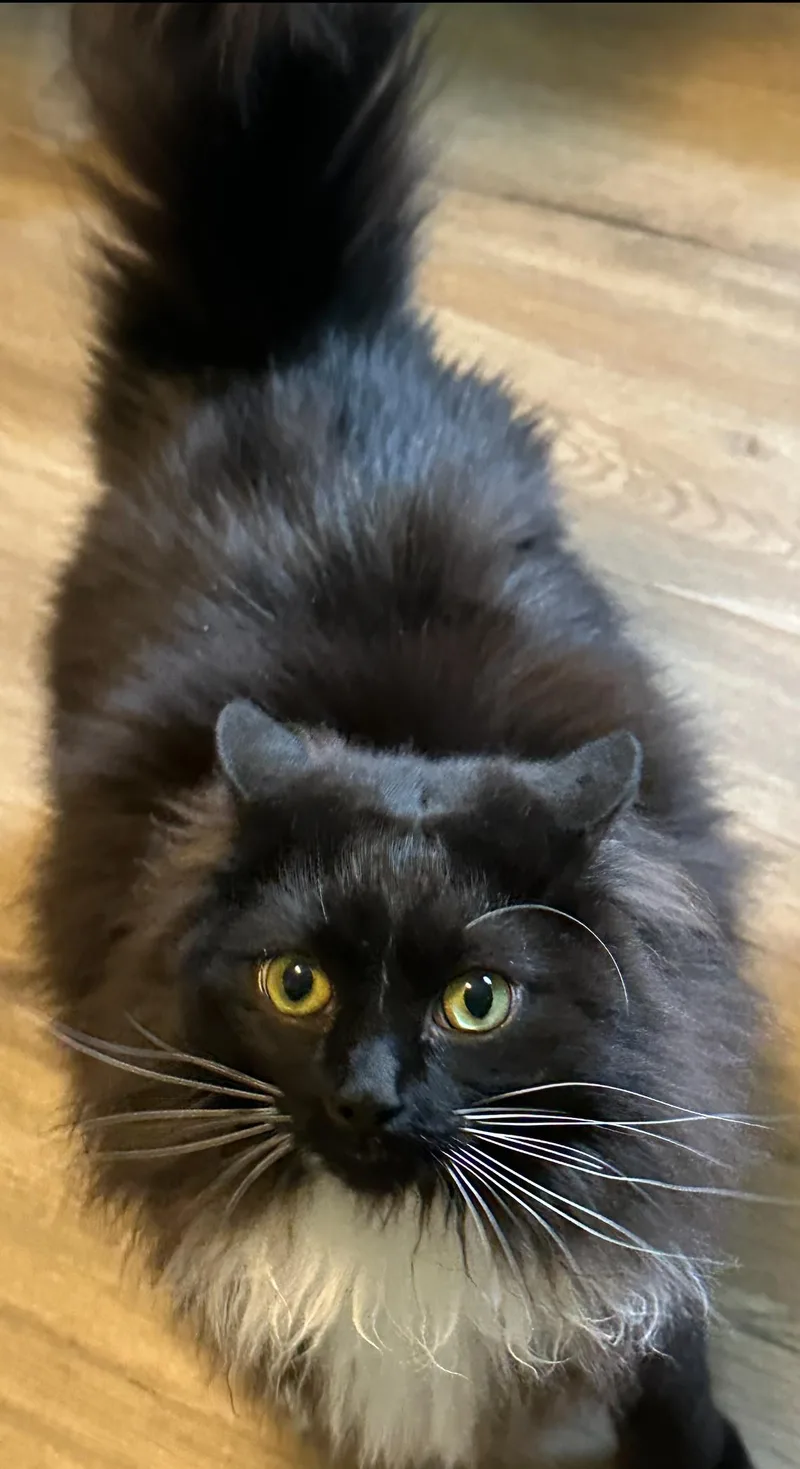 An adult medium-sized female Black & White / Tuxedo Norwegian Forest Cat cat named Valentino & Giovanni for adoption in Charlotte, NC