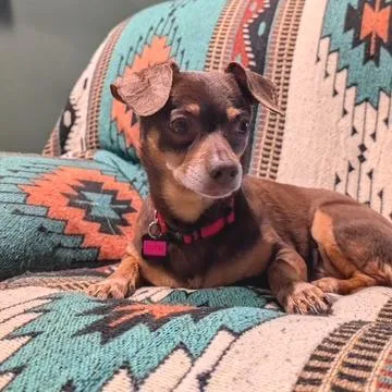 Tootsie