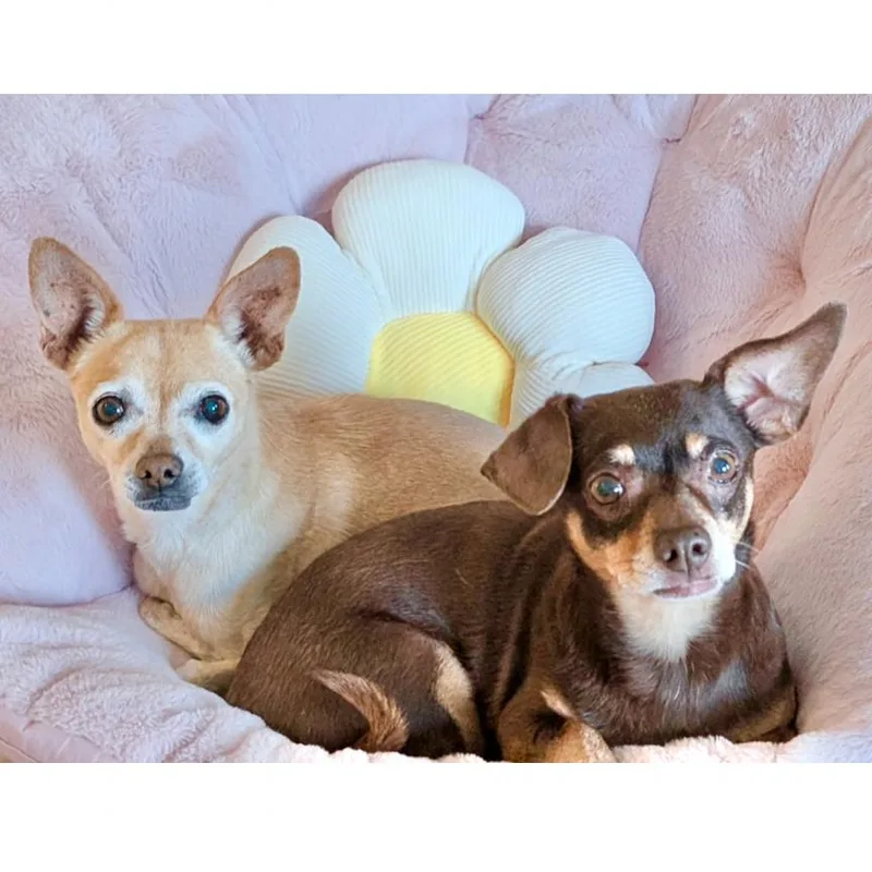 Tootsie thumbnail 2
