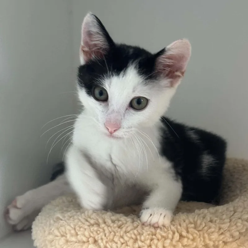 A baby small-sized male American Shorthair cat named Gizmo for adoption in Danbury, CT