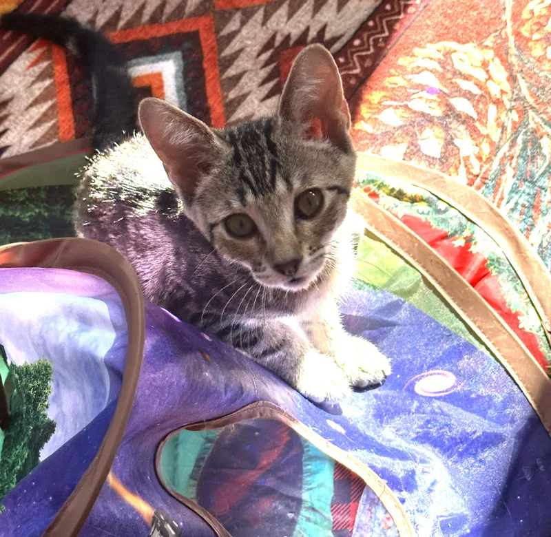 A baby medium-sized female Domestic Short Hair cat named Millie — The Sweet for adoption in Prescott, AZ
