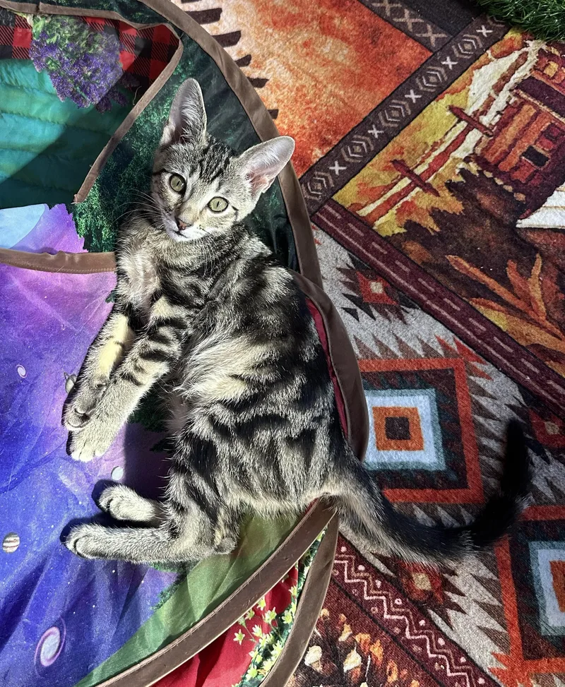 Millie — The Sweet thumbnail 2