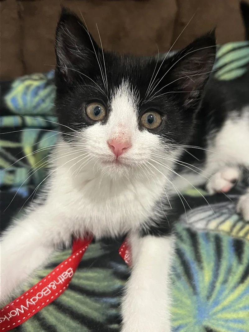 A baby medium-sized male Black & White / Tuxedo Domestic Short Hair cat named Zorro for adoption in Trenton, NJ