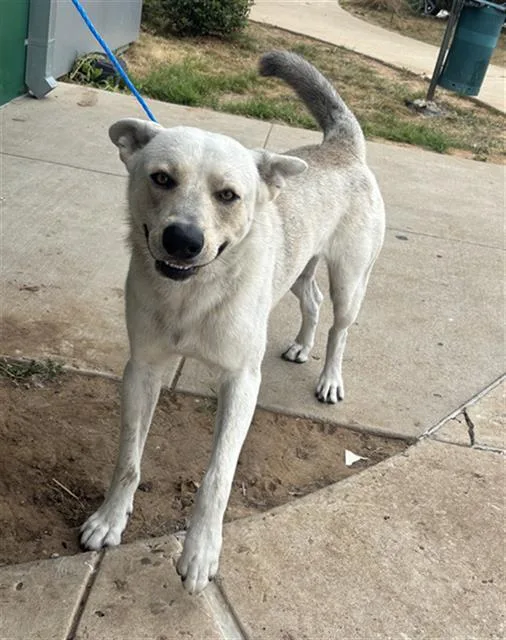 A young large-sized male Mixed Breed dog named White Pepper for adoption in Dallas, TX