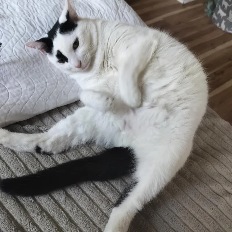 An adult large-sized female Domestic Short Hair cat named Caramel Apple for adoption in Ferndale, MI