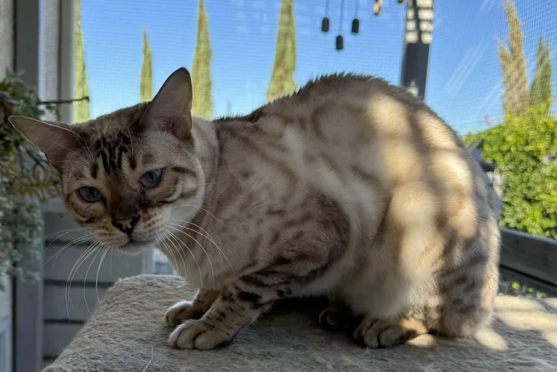 A young medium-sized male Bengal cat named Phantom for adoption in San Jacinto, CA