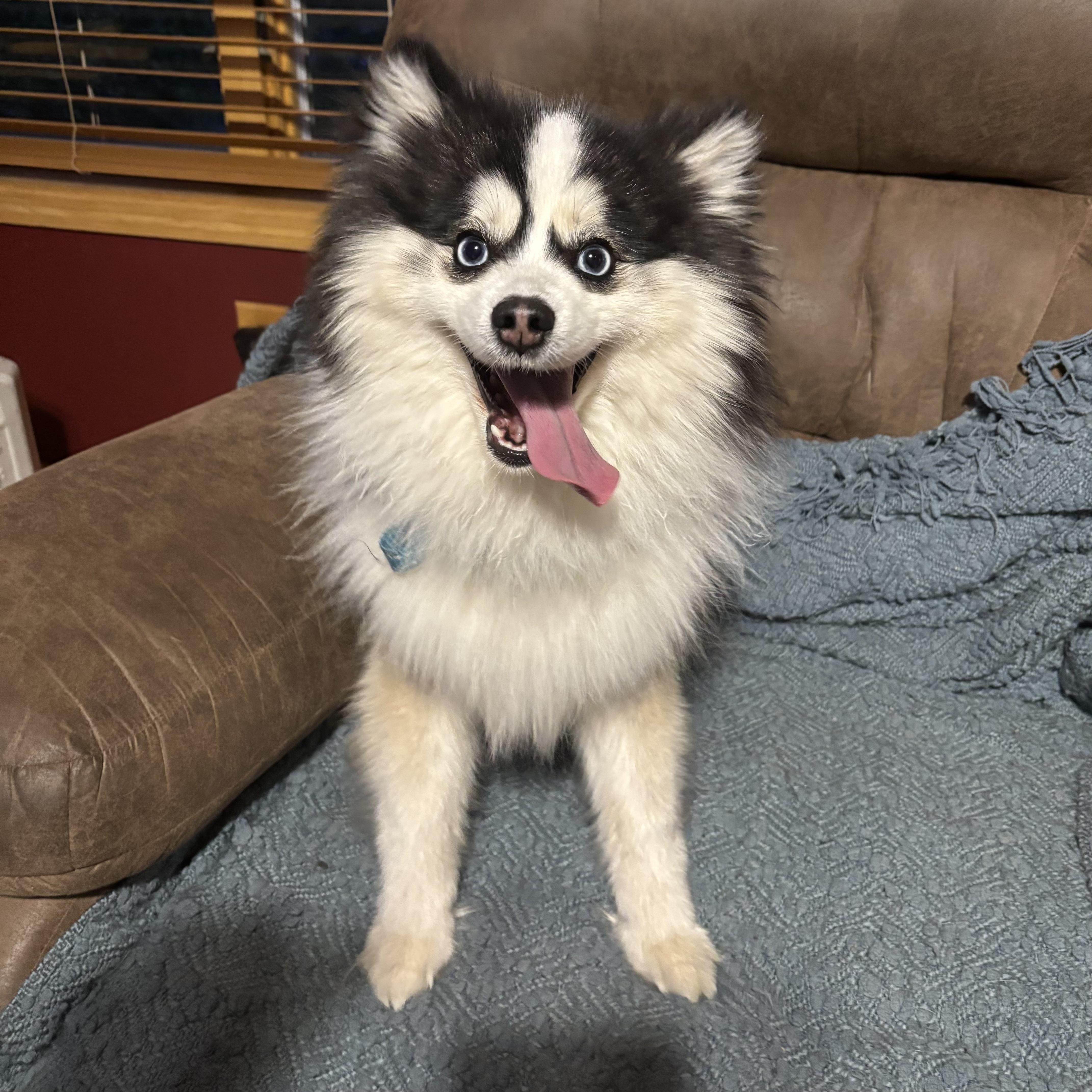 A young small-sized male Black Pomsky dog named Loki for adoption in Prior Lake, MN