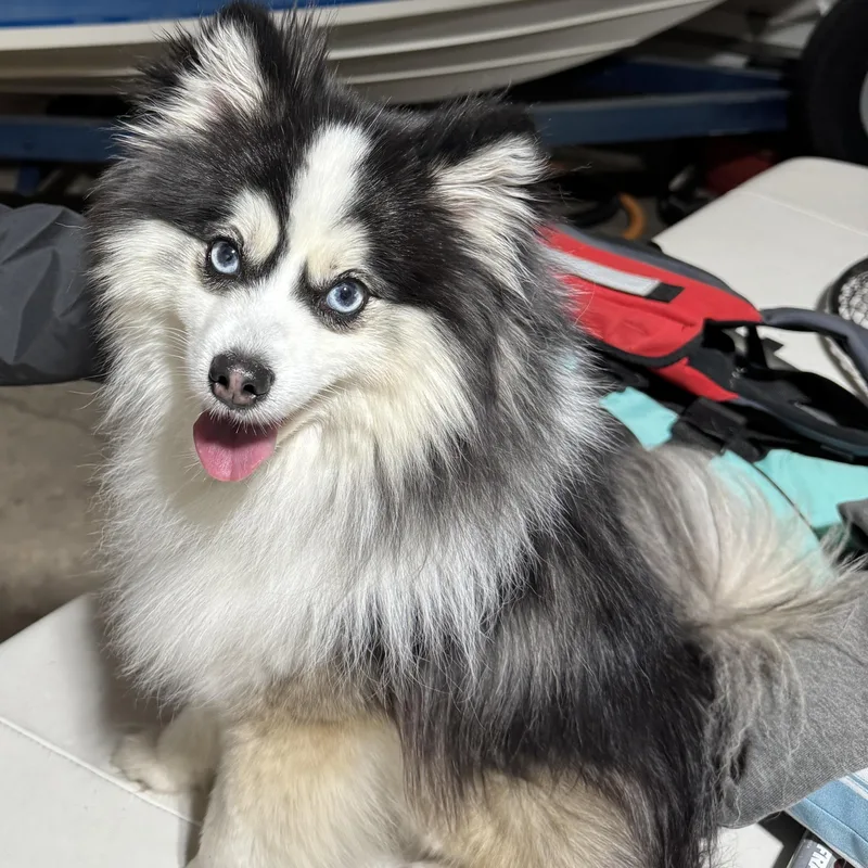 Loki thumbnail 3
