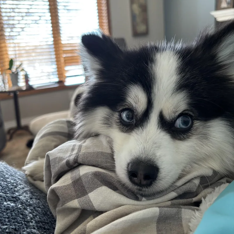 Loki thumbnail 5