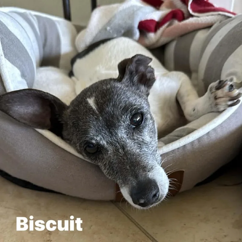Busted Biscuits