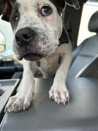 A young small-sized female Mixed Breed dog named Peppa for adoption in Atlanta, GA