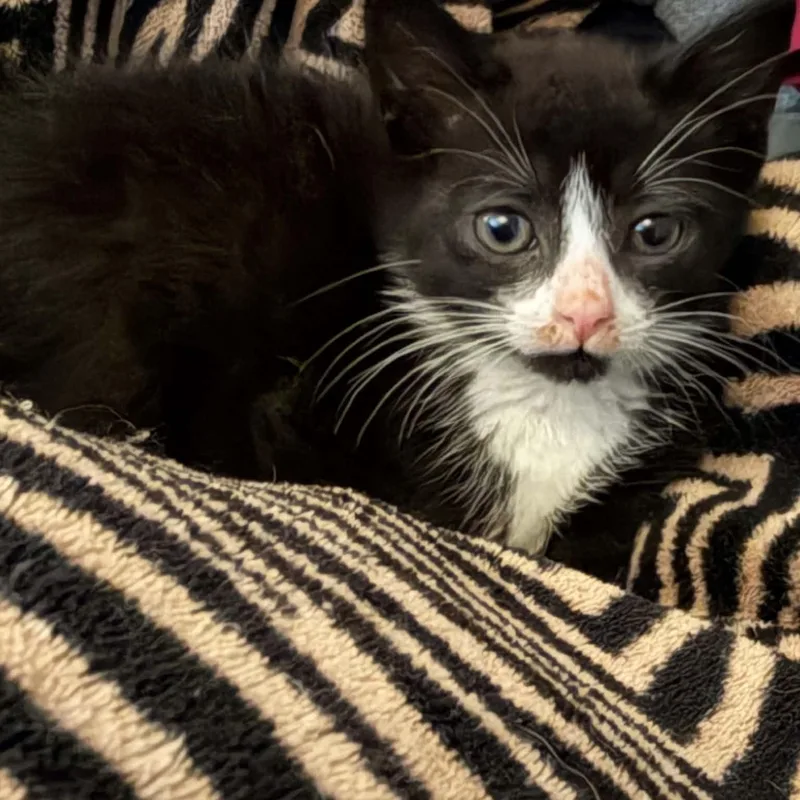 A baby small-sized female American Shorthair cat named Forest for adoption in Danbury, CT