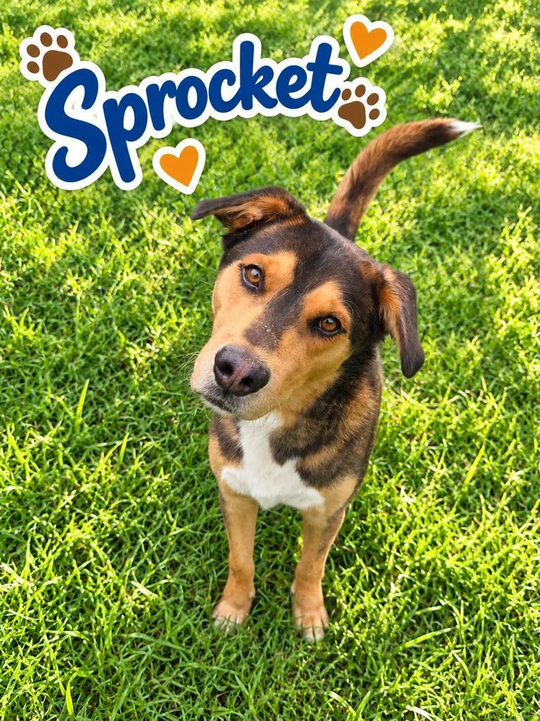 Sprocket thumbnail 2