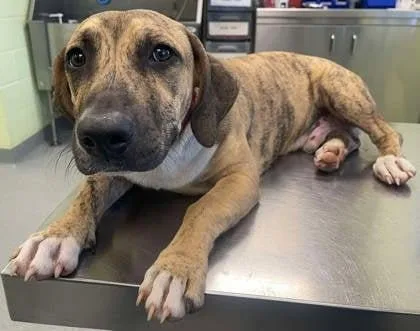 A baby large-sized male Mixed Breed dog named Mr. Snuggle Bug for adoption in Blountville, TN
