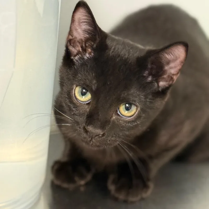 A young medium-sized male Domestic Short Hair cat named Araminta for adoption in Cumming, GA