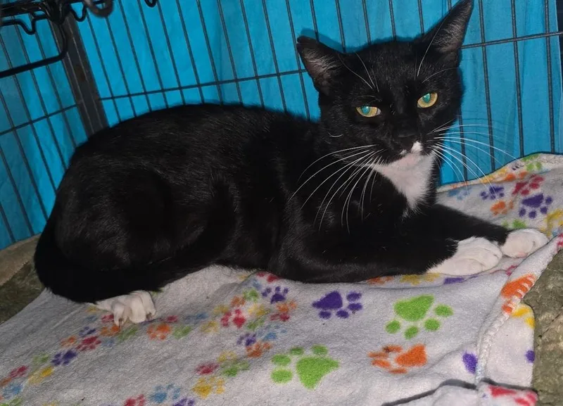 An adult large-sized male Domestic Short Hair cat named Boomer for adoption in Dickson, TN