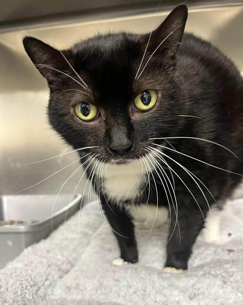 An adult large-sized female Tuxedo cat named Missy for adoption in Mendham, NJ