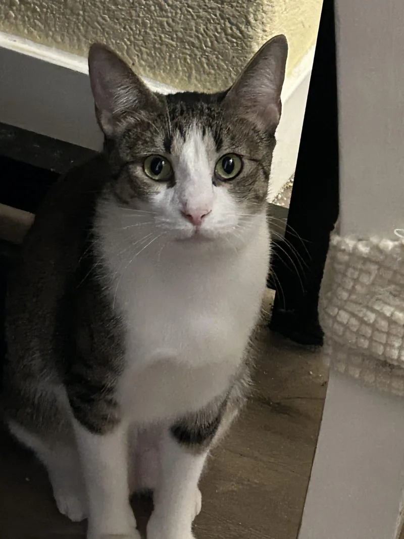 A baby medium-sized female Tabby (Gray / Blue / Silver) Domestic Short Hair cat named Taylor for adoption in Gilbert, AZ