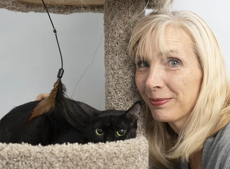 An adult medium-sized female Black Domestic Short Hair cat named Artemis for adoption in Chicago, IL