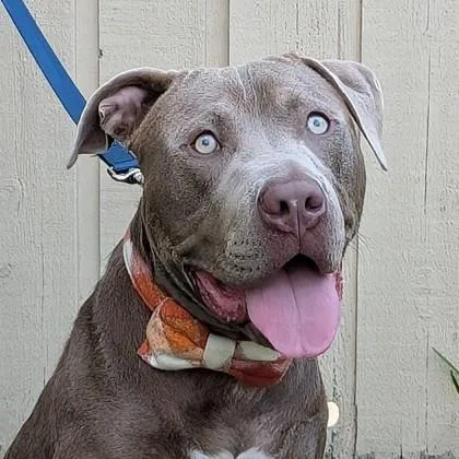 Mr. Pablo thumbnail 2