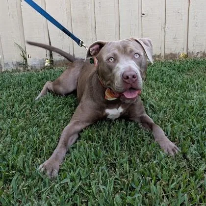 Mr. Pablo thumbnail 3