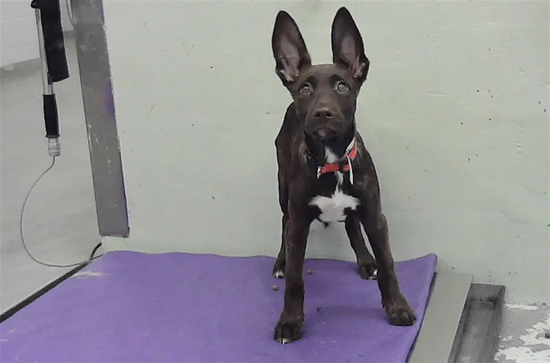 A baby medium-sized female Staffordshire Bull Terrier dog named Sage for adoption in Houston, TX