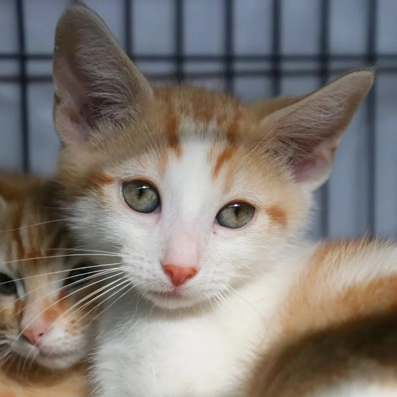 An adult large-sized male Domestic Short Hair cat named Colby for adoption in Sarasota, FL