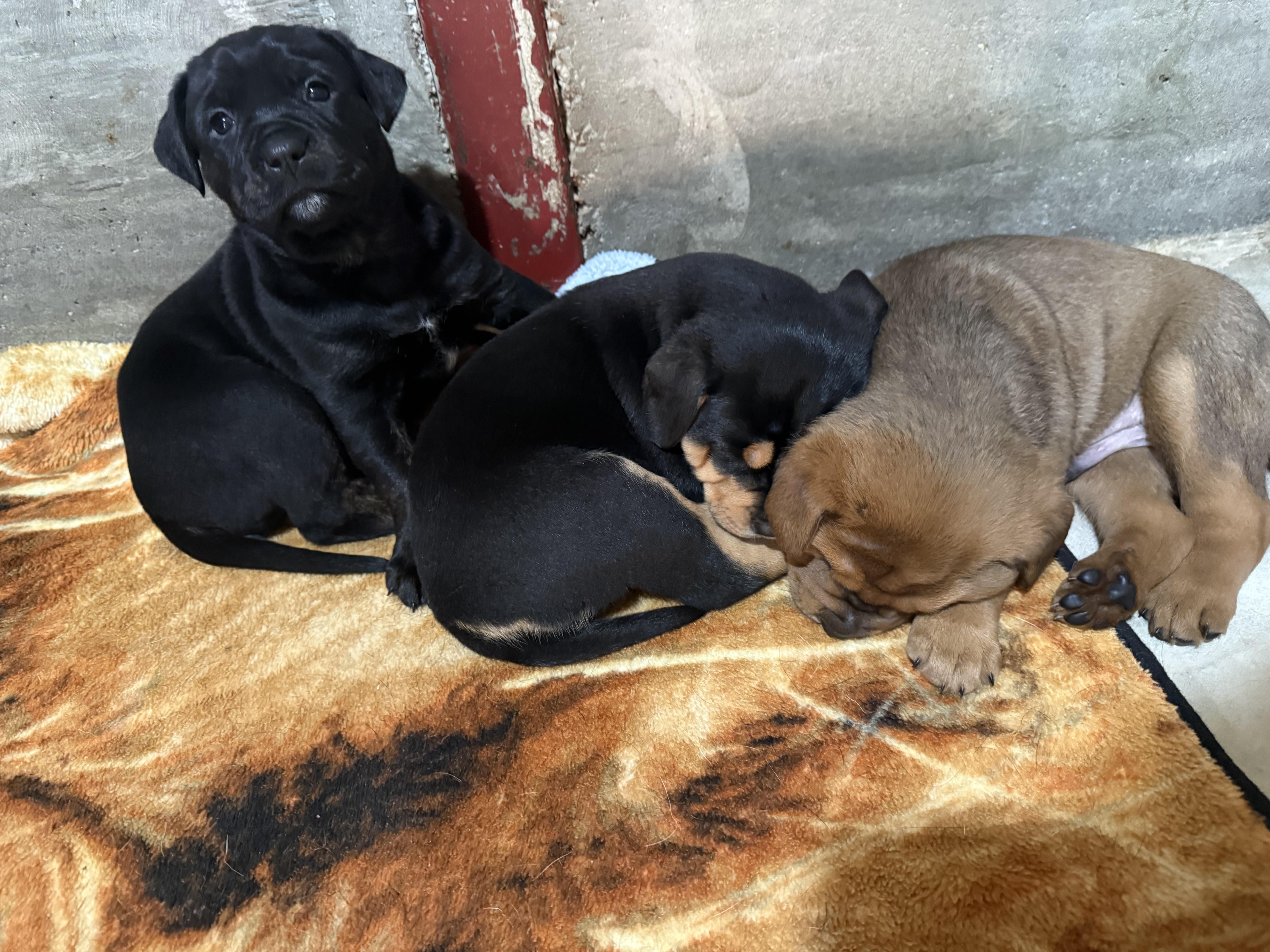 Lettie and her pups thumbnail 2