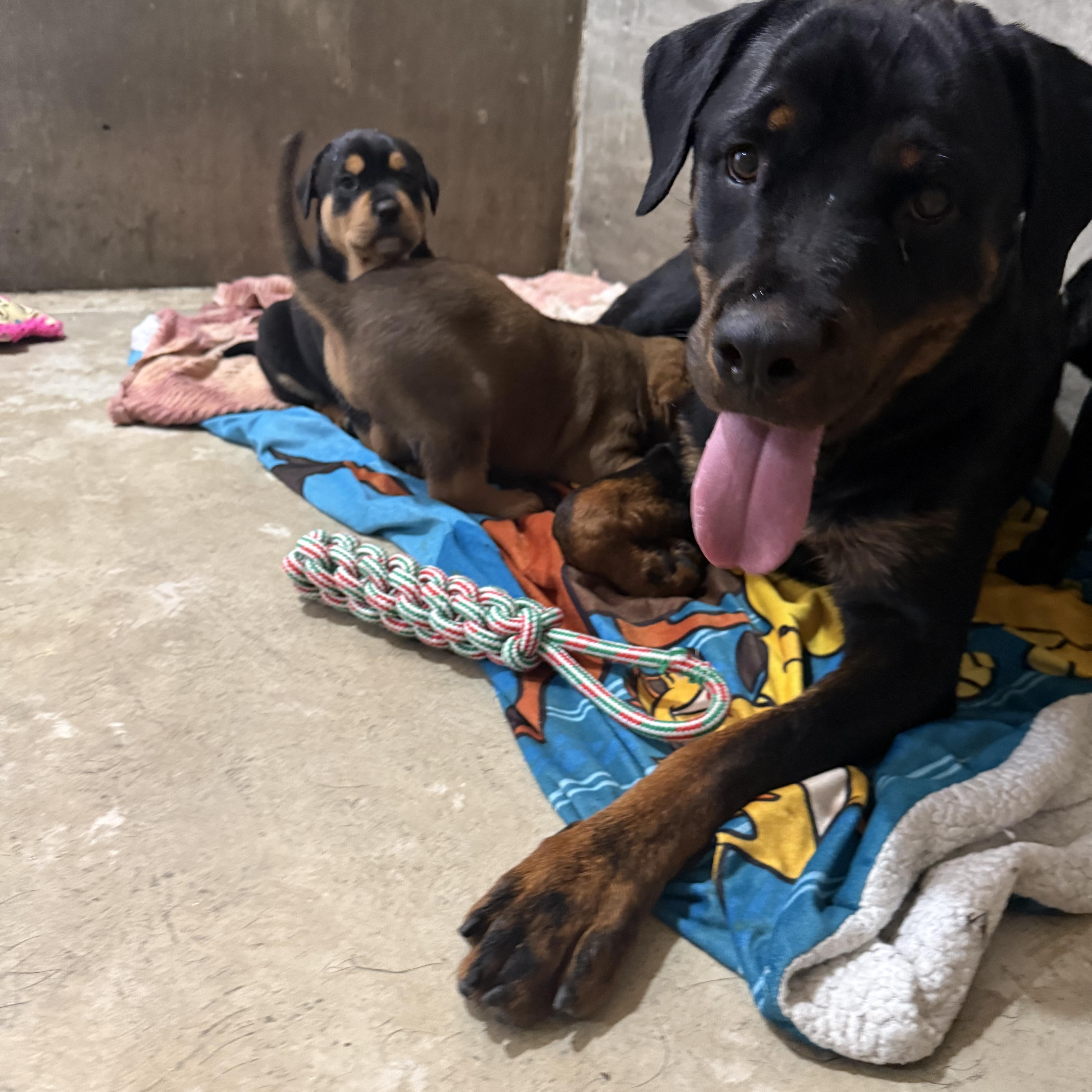 Lettie and her pups thumbnail 3