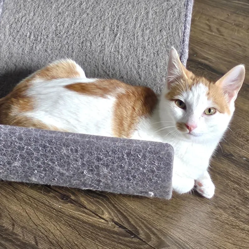 An adult medium-sized male Orange / Red Domestic Short Hair cat named Beau for adoption in Springfield, OR
