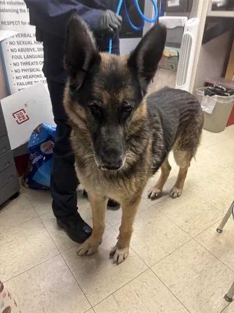 An adult large-sized male German Shepherd Dog dog named Rj for adoption in Stockton, CA