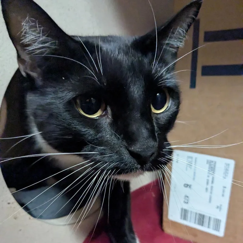 An adult large-sized male Black Domestic Short Hair cat named Snuggles for adoption in Providence, RI