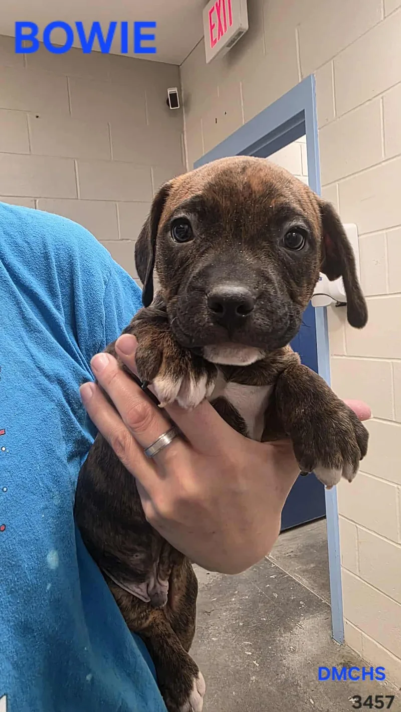 A baby small-sized male Brindle Black Labrador Retriever dog named Bowie for adoption in Burlington, IA