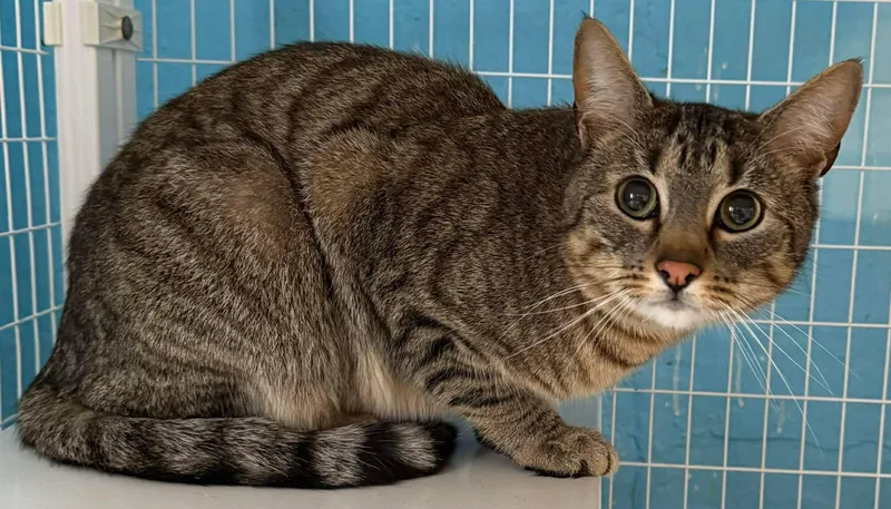 An adult medium-sized male Domestic Short Hair cat named Sanji for adoption in Claremont, NH