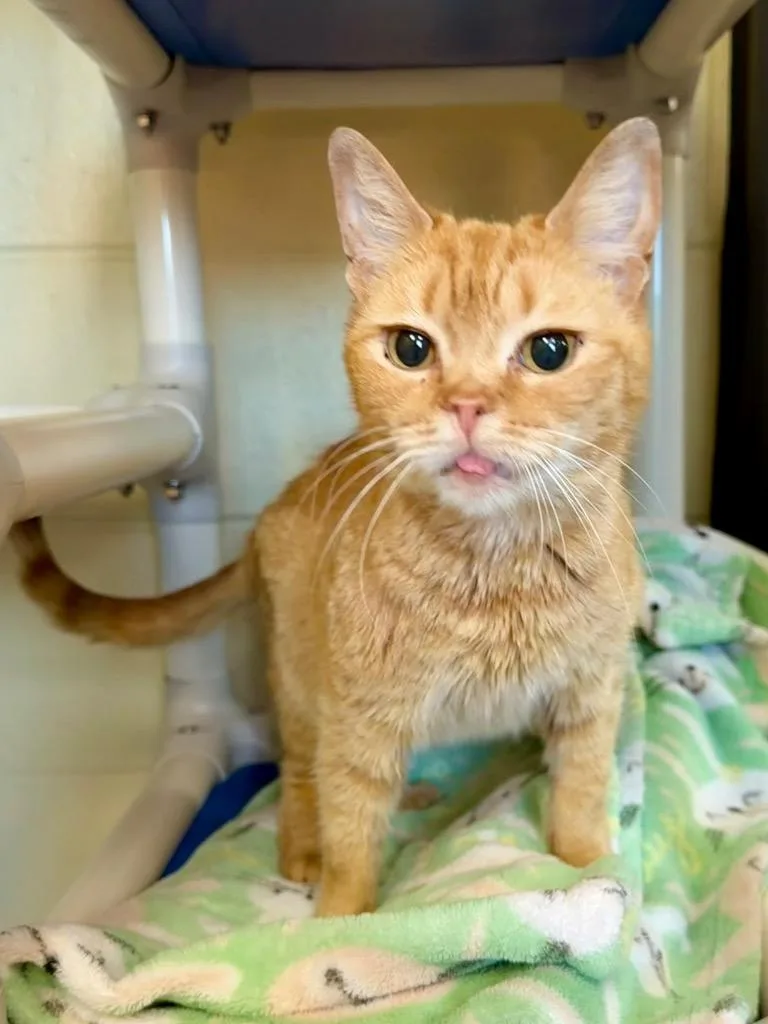 A senior medium-sized female Domestic Short Hair cat named Owala for adoption in Cincinnati, OH