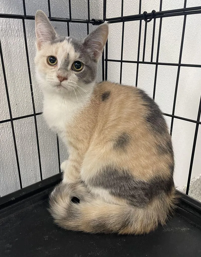 A baby small-sized female Domestic Short Hair cat named Cameron for adoption in Jackson, MI