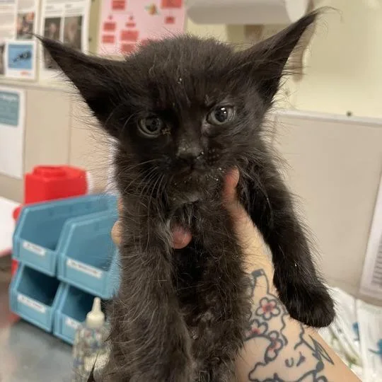 A baby small-sized female Black Domestic Short Hair cat named Scream for adoption in Chicago, IL