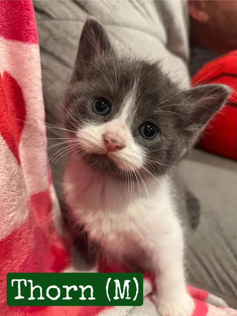 A baby medium-sized male Domestic Short Hair cat named Thorne for adoption in Hamilton, OH