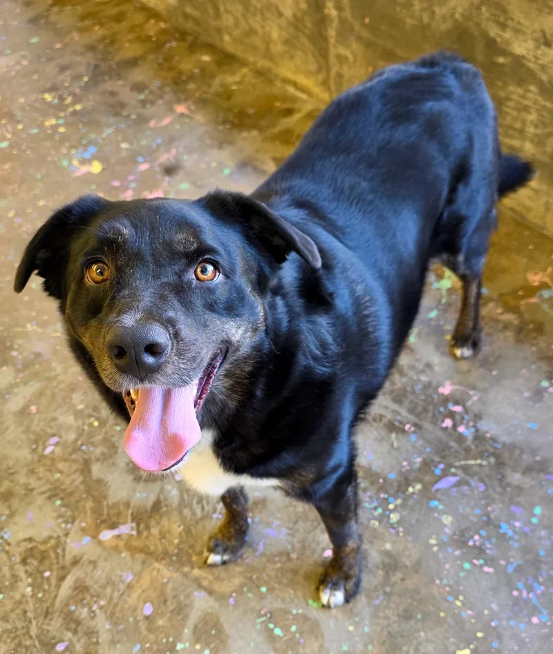 An adult medium-sized male Border Collie dog named Bronco for adoption in Gainesville, TX