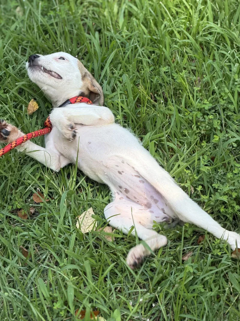 A baby medium-sized female Wire Fox Terrier dog named Ivory for adoption in Locust Fork, AL