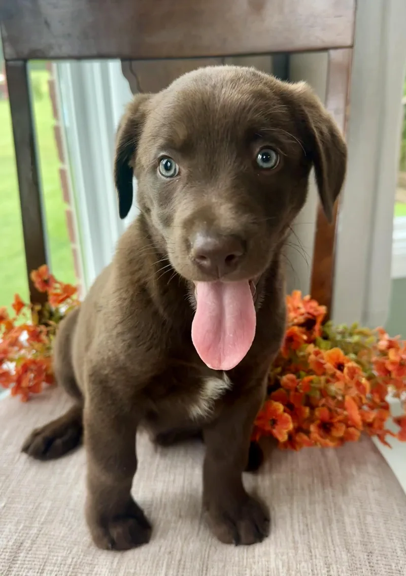 Blu