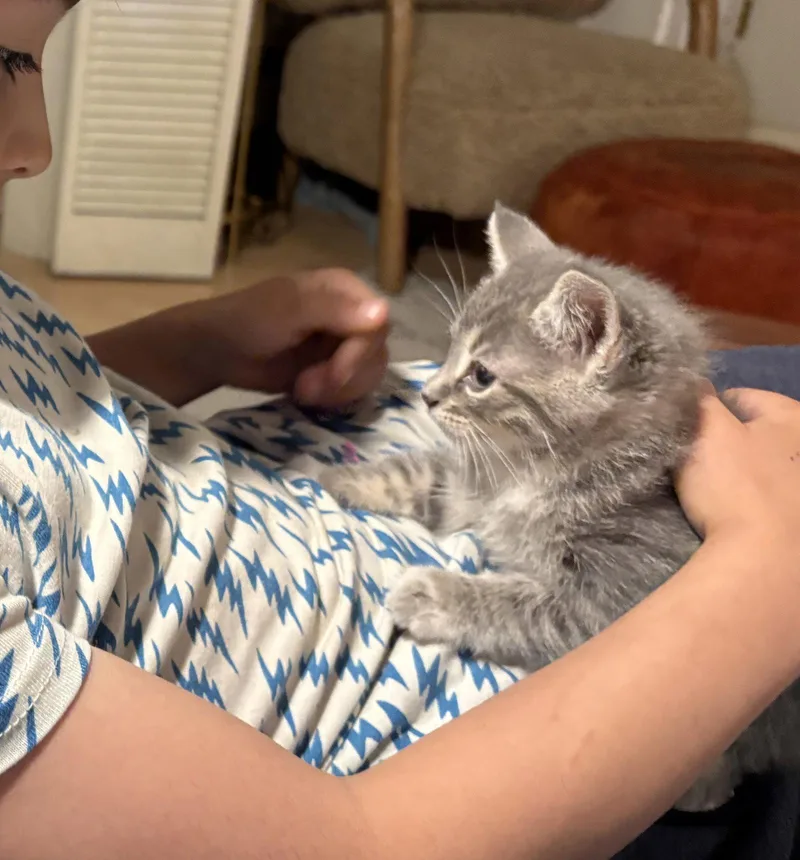 A baby medium-sized female Domestic Medium Hair cat named Pea Bean for adoption in Brooklyn, NY