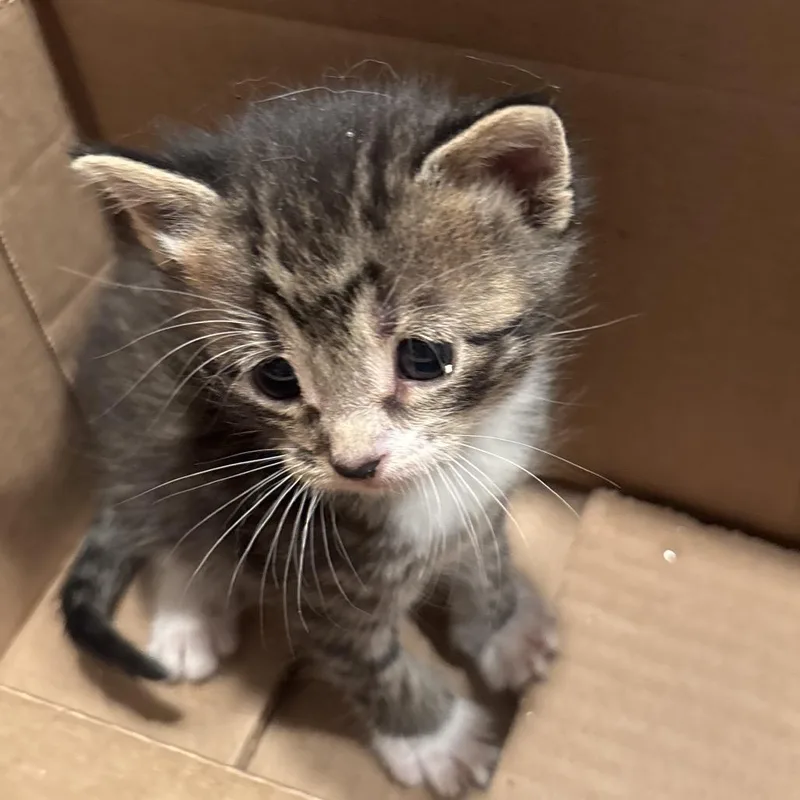 A baby small-sized female Gray / Blue / Silver Domestic Short Hair cat named Tilly for adoption in Overland Park, KS