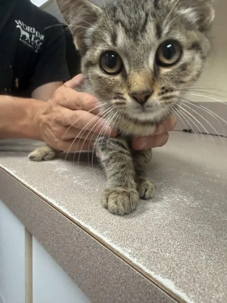 A baby small-sized female Domestic Short Hair cat named Babette for adoption in Salisbury, MD