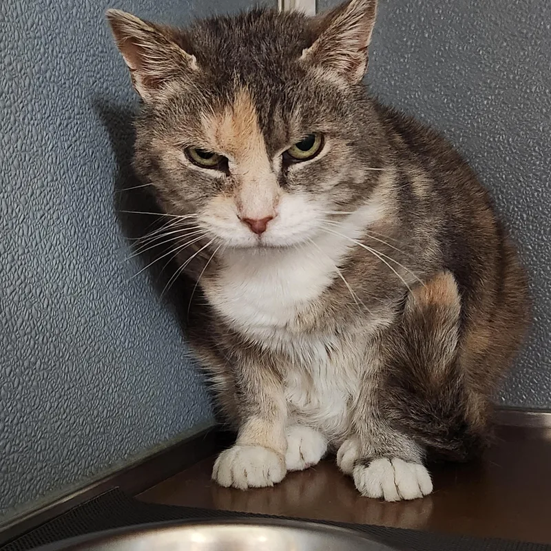 A senior medium-sized female Dilute Calico Domestic Short Hair cat named Parfait for adoption in Renfrew, PA