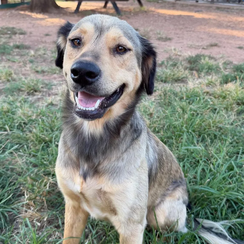 An adult medium-sized female Gray / Blue / Silver Flat-Coated Retriever dog named Evangeline for adoption in Stillwater, OK
