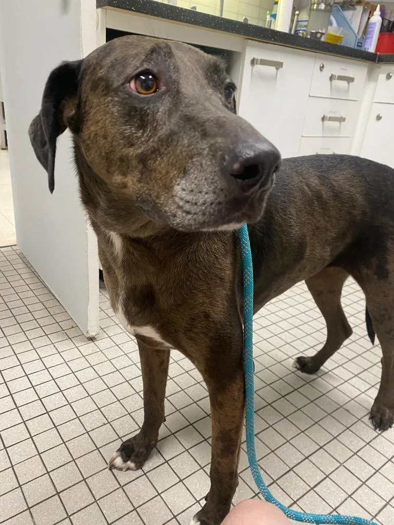 An adult large-sized female Catahoula Leopard Dog dog named Calamity Jane for adoption in Fall River, MA
