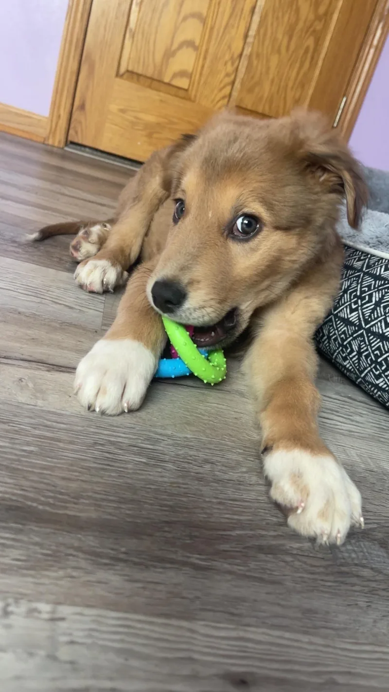 A baby medium-sized male Yellow / Tan / Blond / Fawn Mixed Breed dog named Otter for adoption in Kenosha, WI