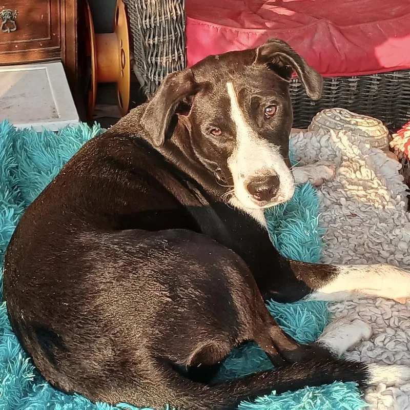 An adult medium-sized male Bicolor Retriever dog named Juan Carlos for adoption in Corpus Christi, TX
