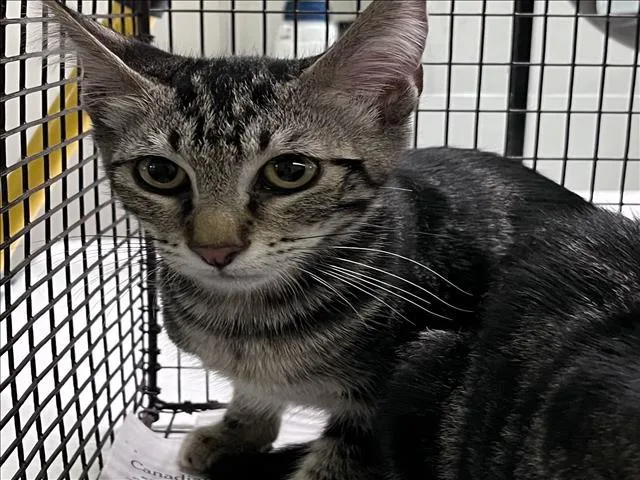 A baby small-sized male Domestic Short Hair cat named Frankie for adoption in Los Angeles, CA